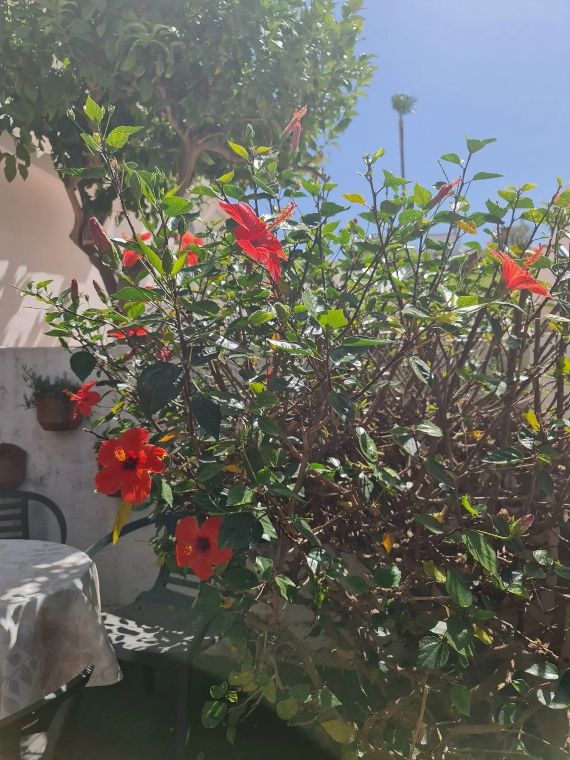 Planter og blomster i patioen